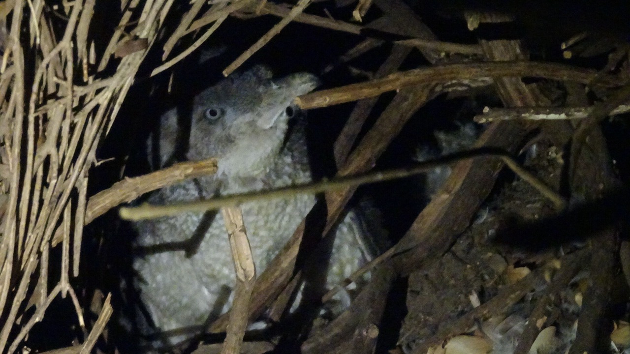 Photo of Others in Emu Bay