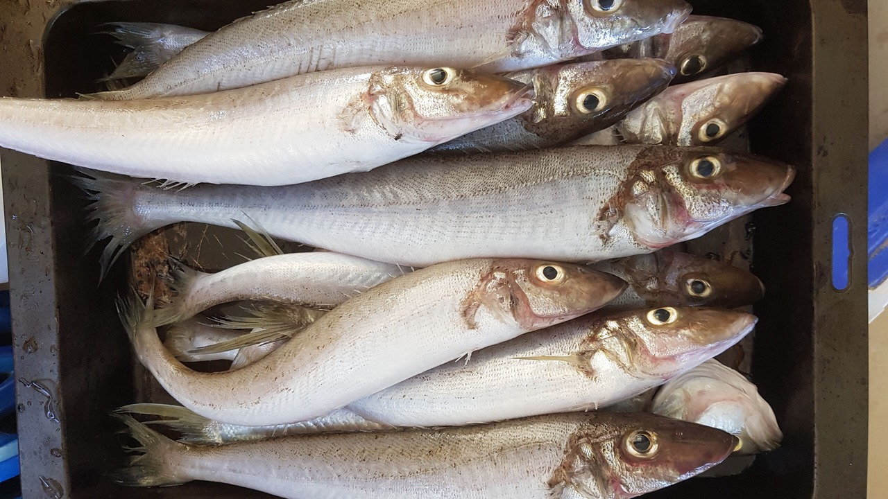 Photo of Others in Emu Bay