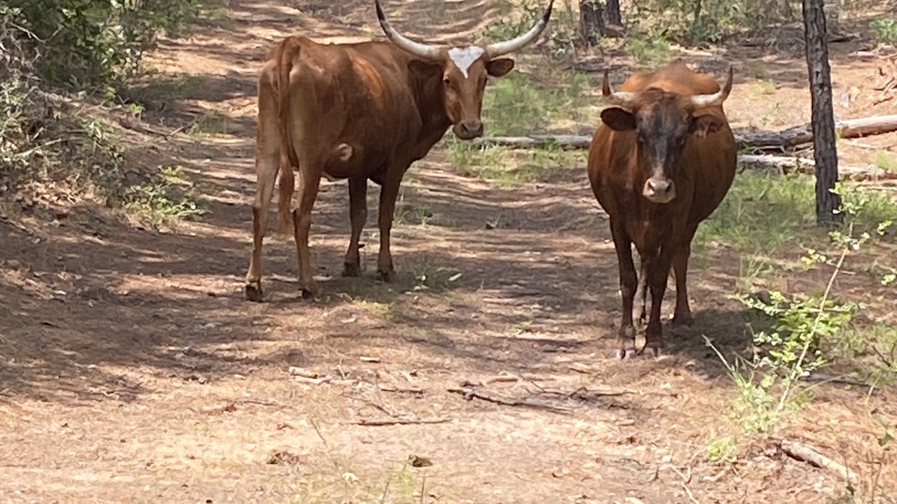 Photo of Others in Smithville