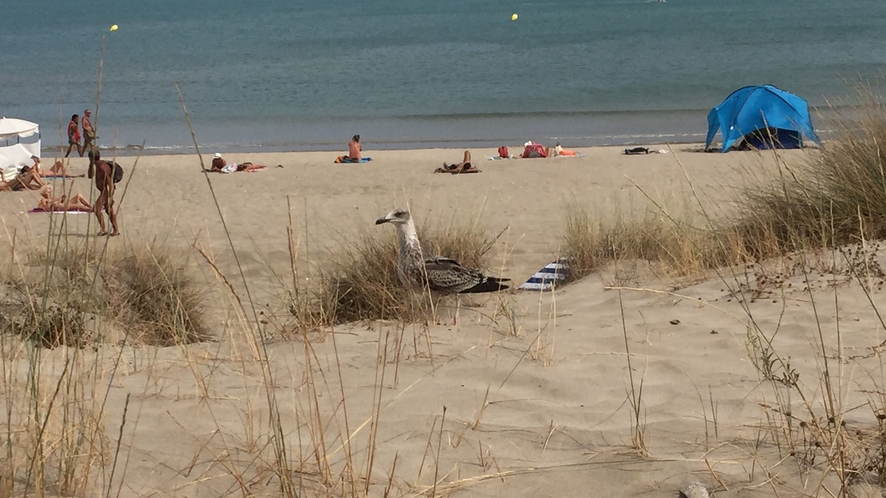 Photo of Others in Cap d'Agde