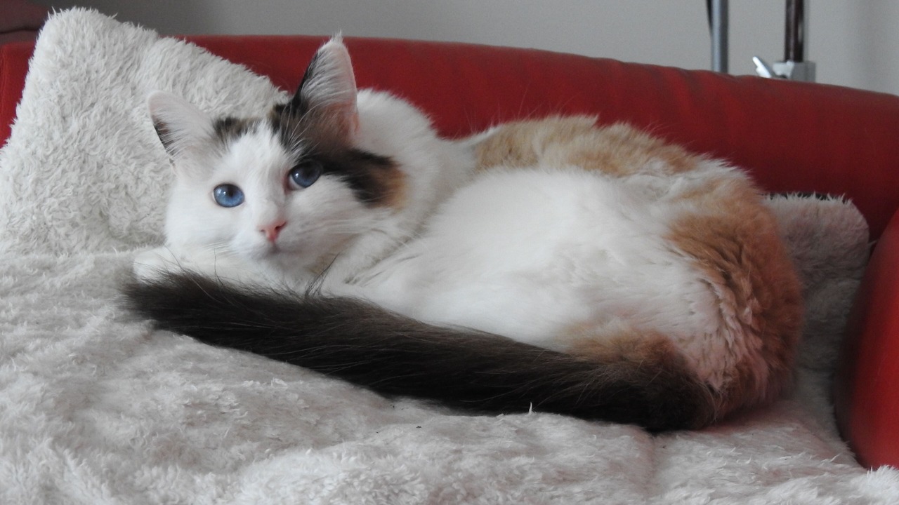 Photo of Others in Chambly