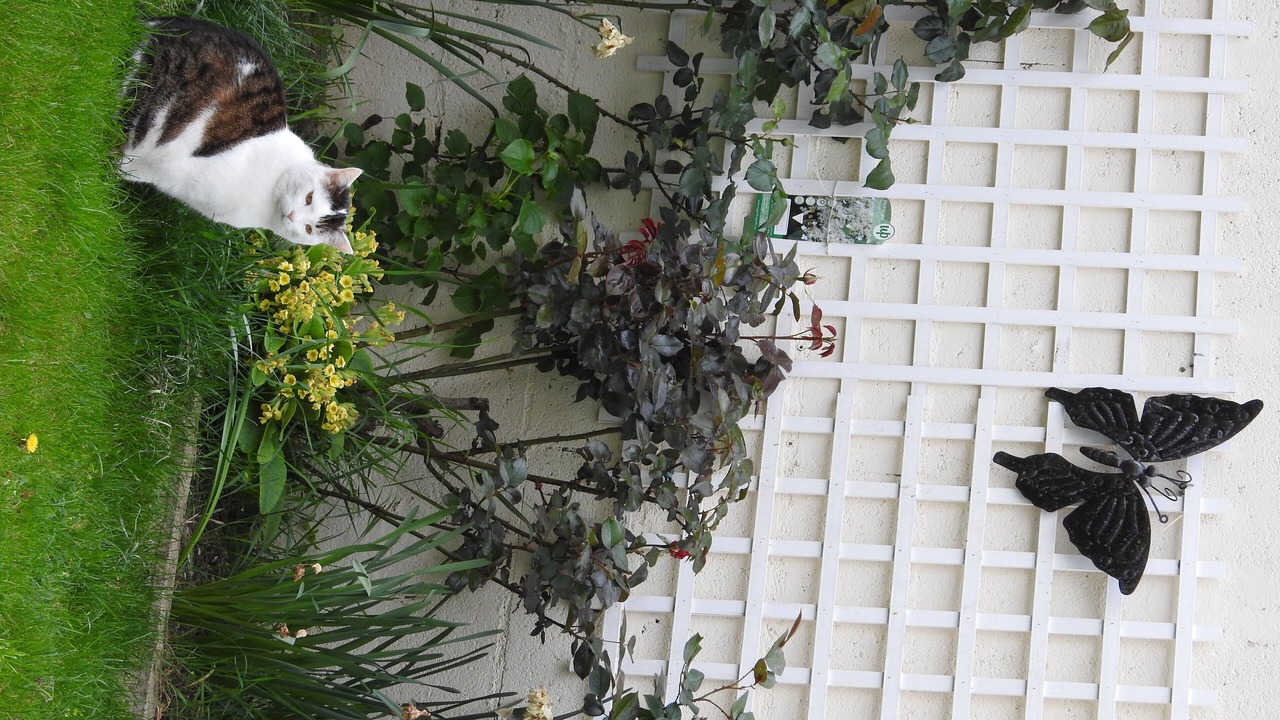 Photo of Outdoor in Chambly