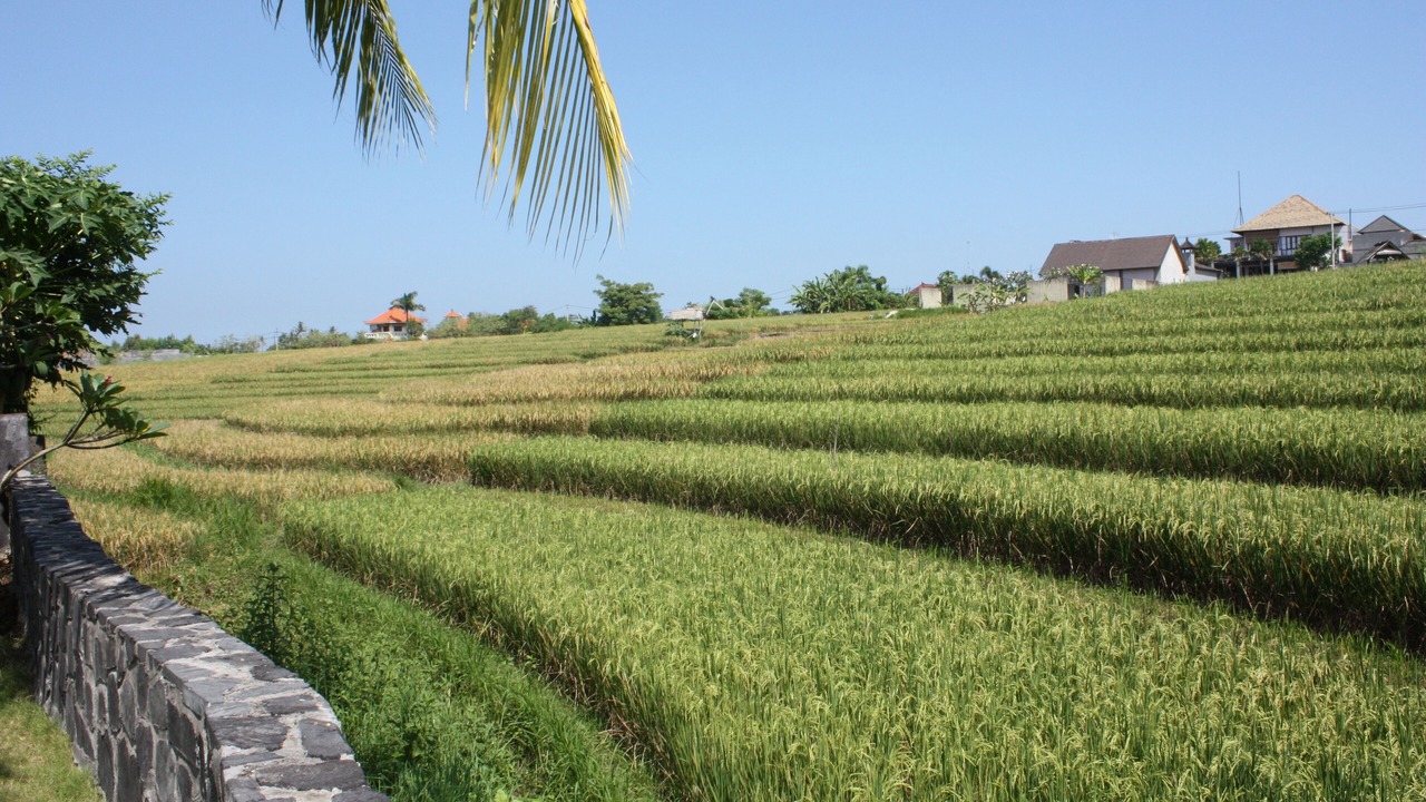 Photo of Others in Umalas