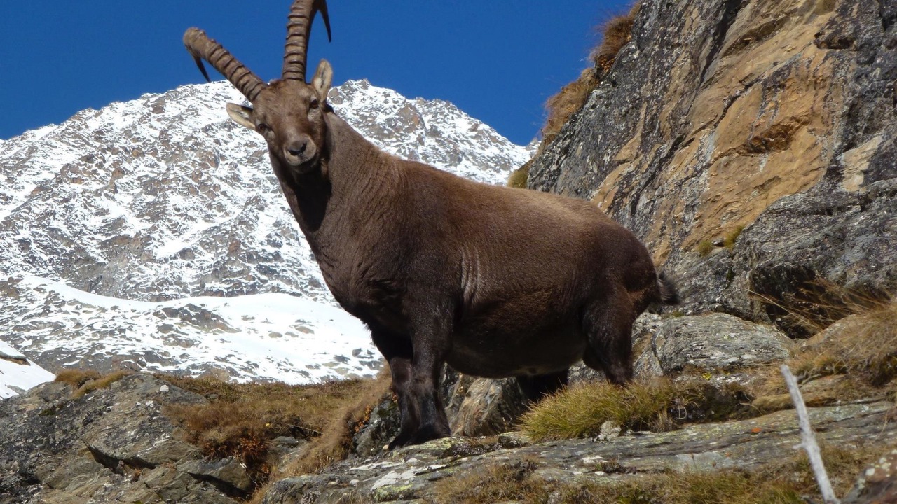 Photo of Outdoor in Saas-Fee