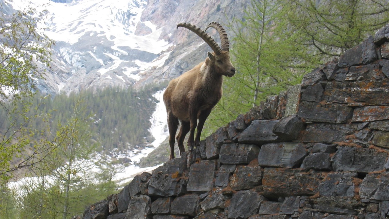 Photo of Others in Saas-Fee