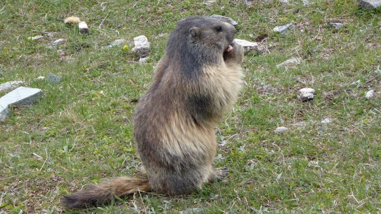 Photo of Others in Saas-Fee