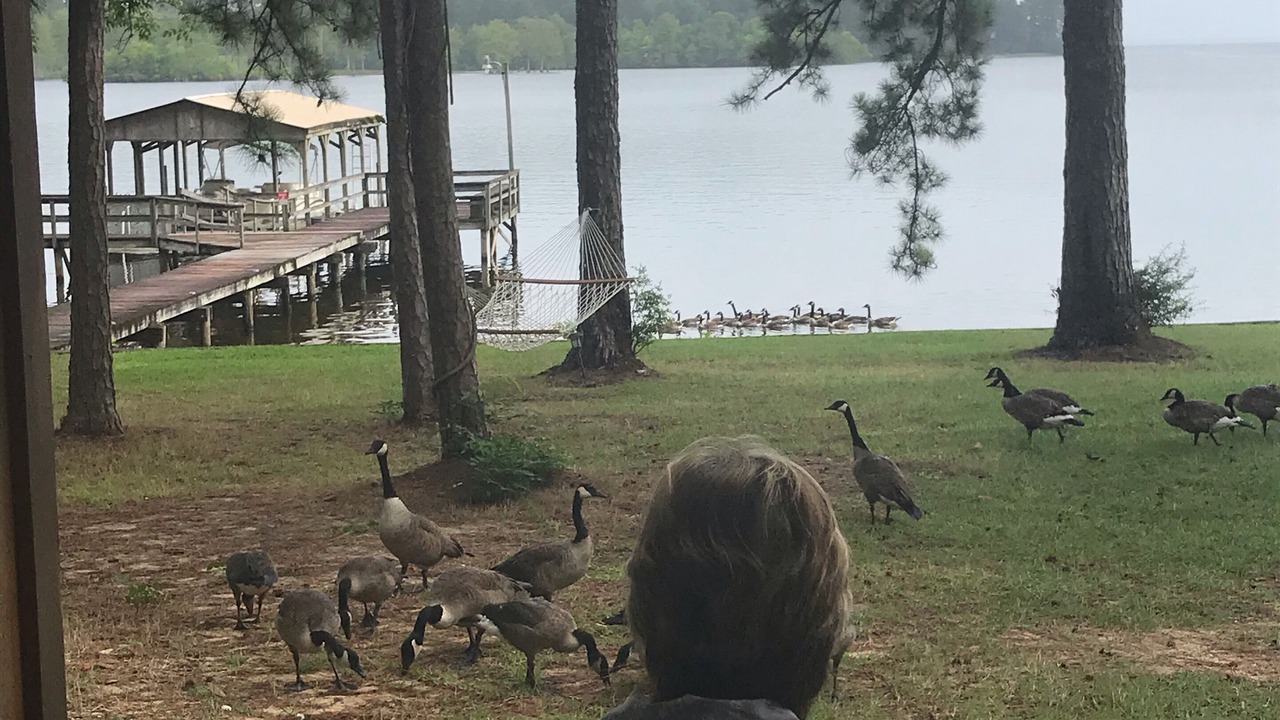 Photo of Others in South Toledo Bend