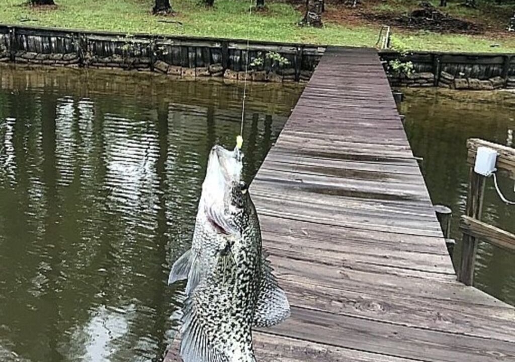 Photo of Outdoor in South Toledo Bend