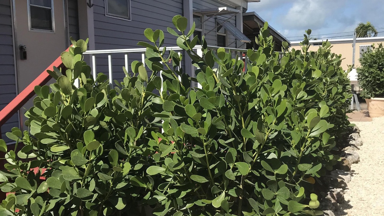 Photo of Outdoor in Key Largo