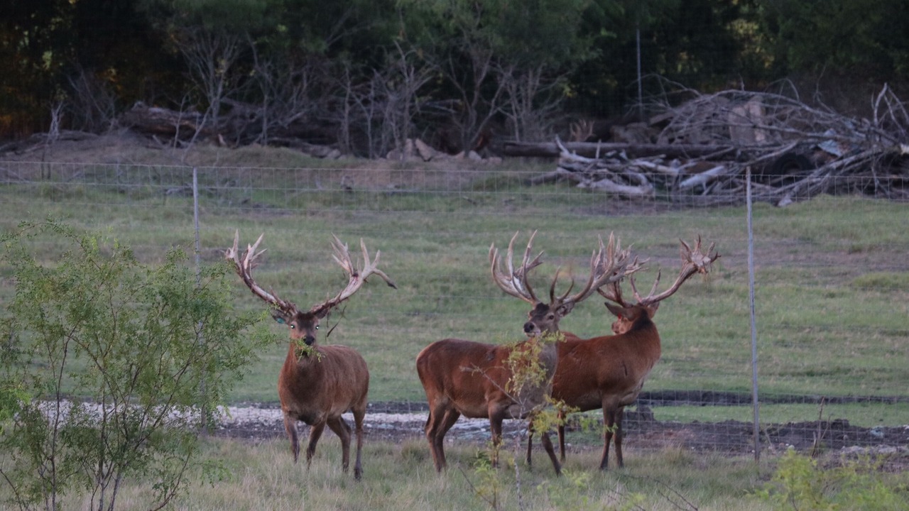 Photo of Others in Lorena