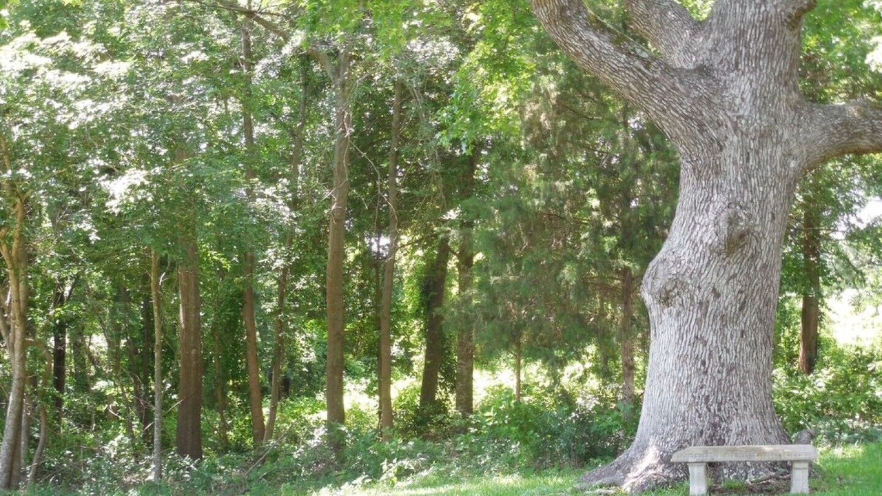 Photo of Outdoor in Mineola