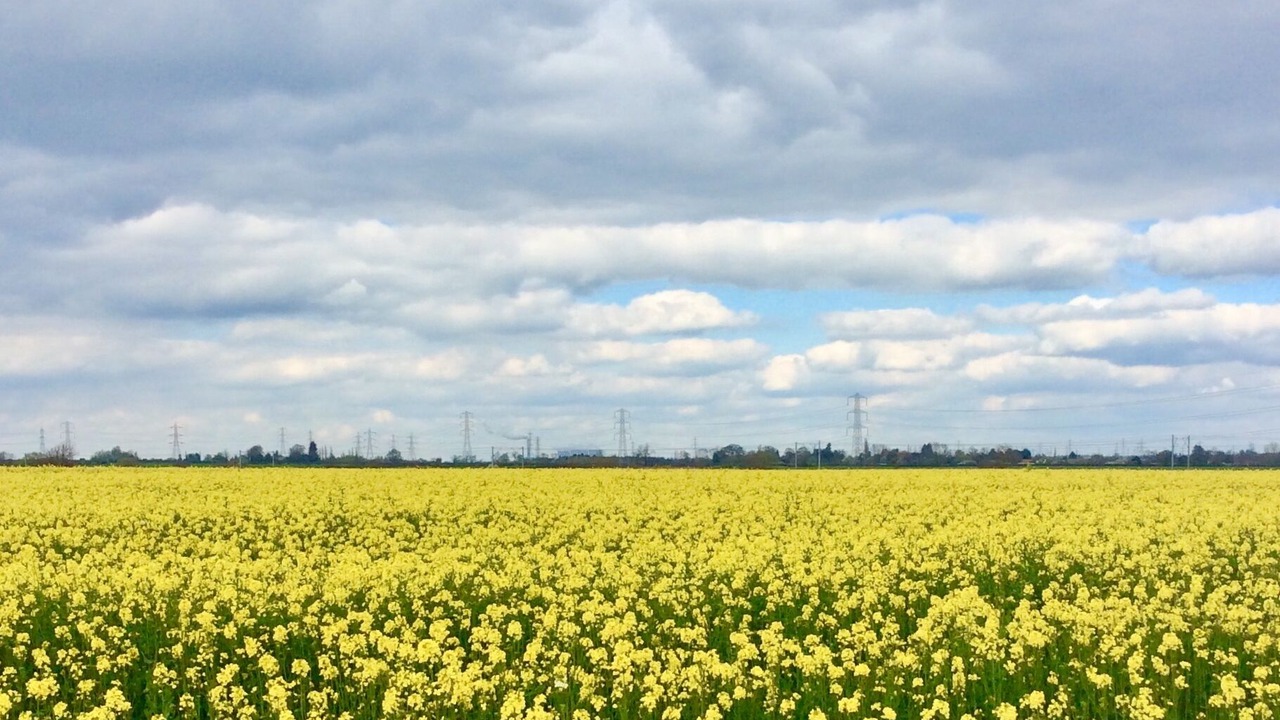 Photo of Others in East Drayton