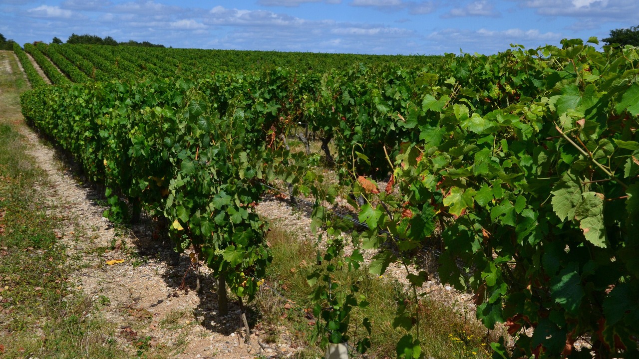 Photo of Outdoor in Bellevigne-en-Layon