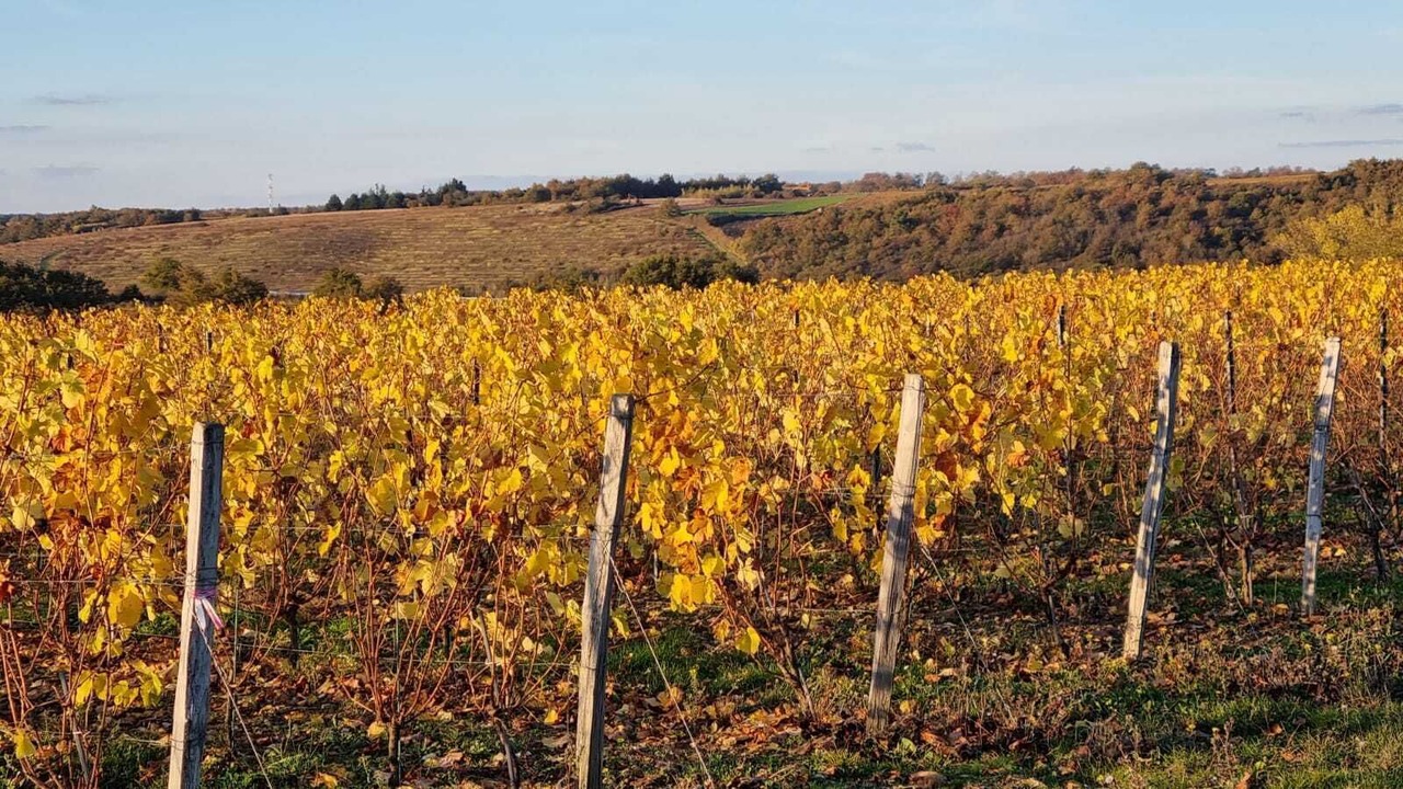 Photo of Outdoor in Bellevigne-en-Layon