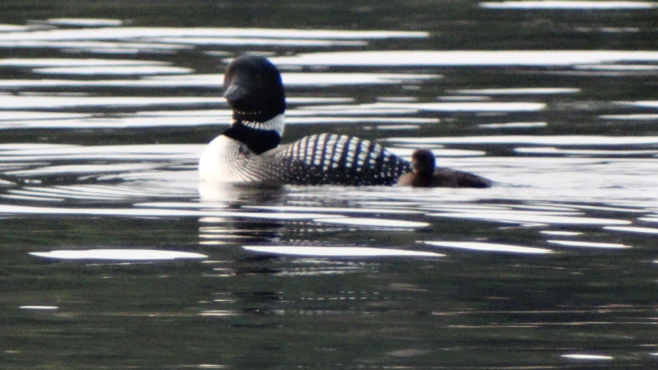 Photo of Others in Townsend