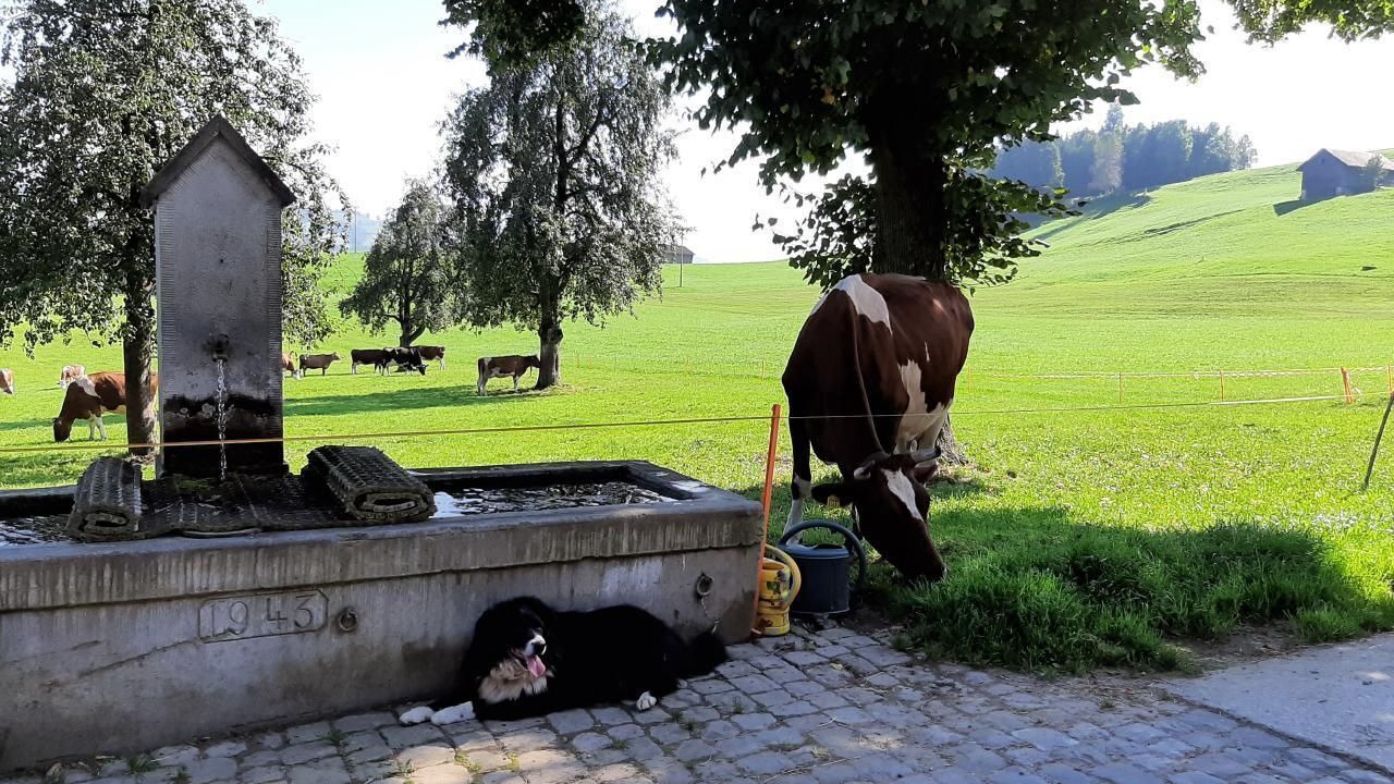 Photo of Others in Mosnang