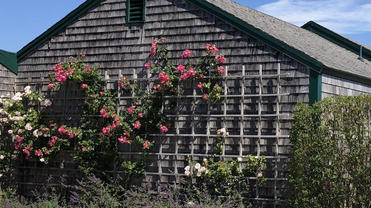 Photo of Outdoor in Madaket