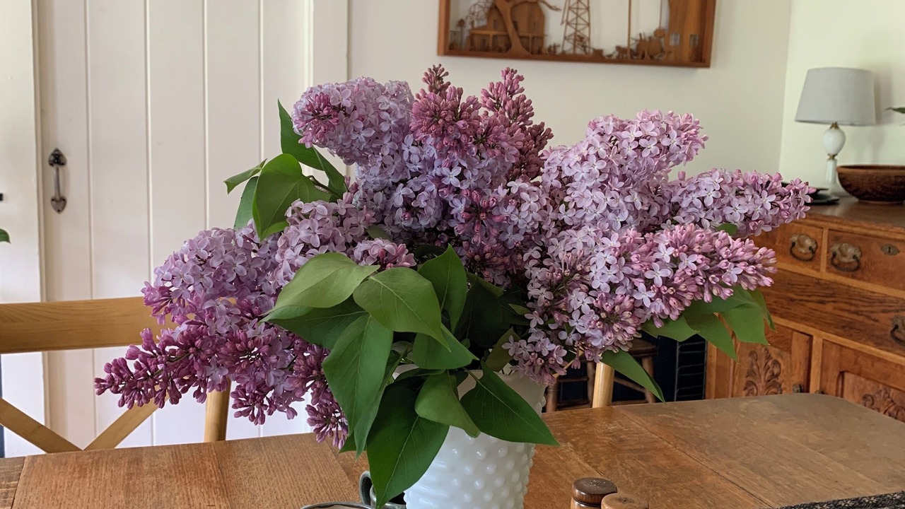 Photo of Others in Rochester