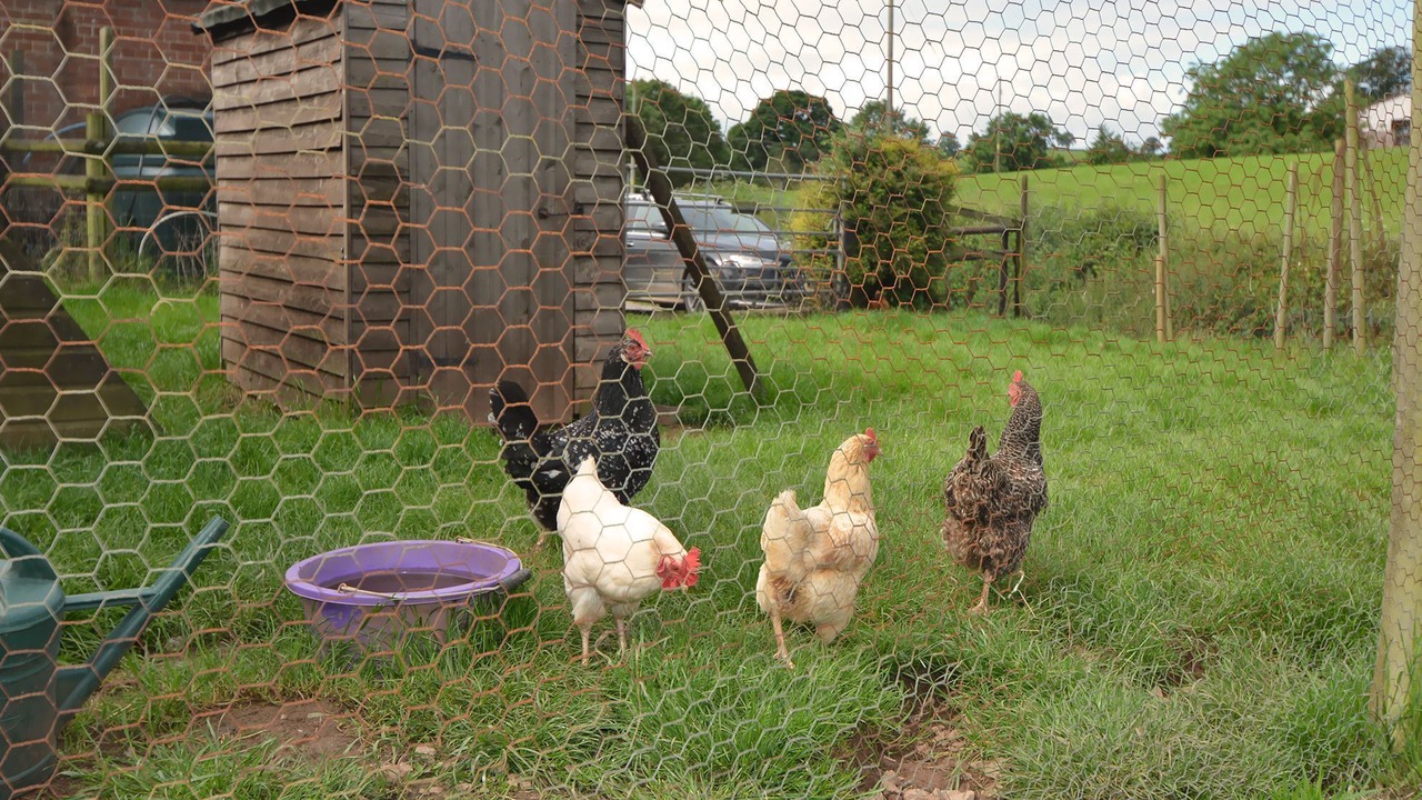 Photo of Others in Honiton