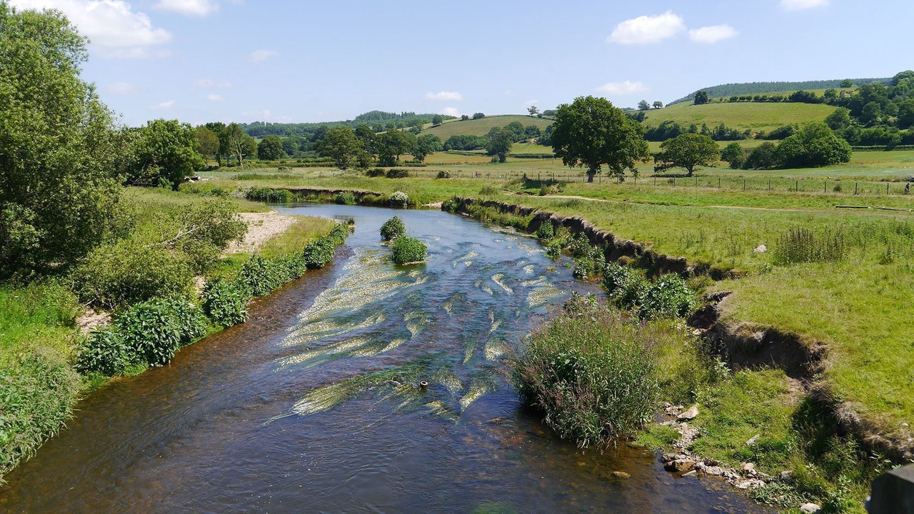 Photo of Others in Honiton