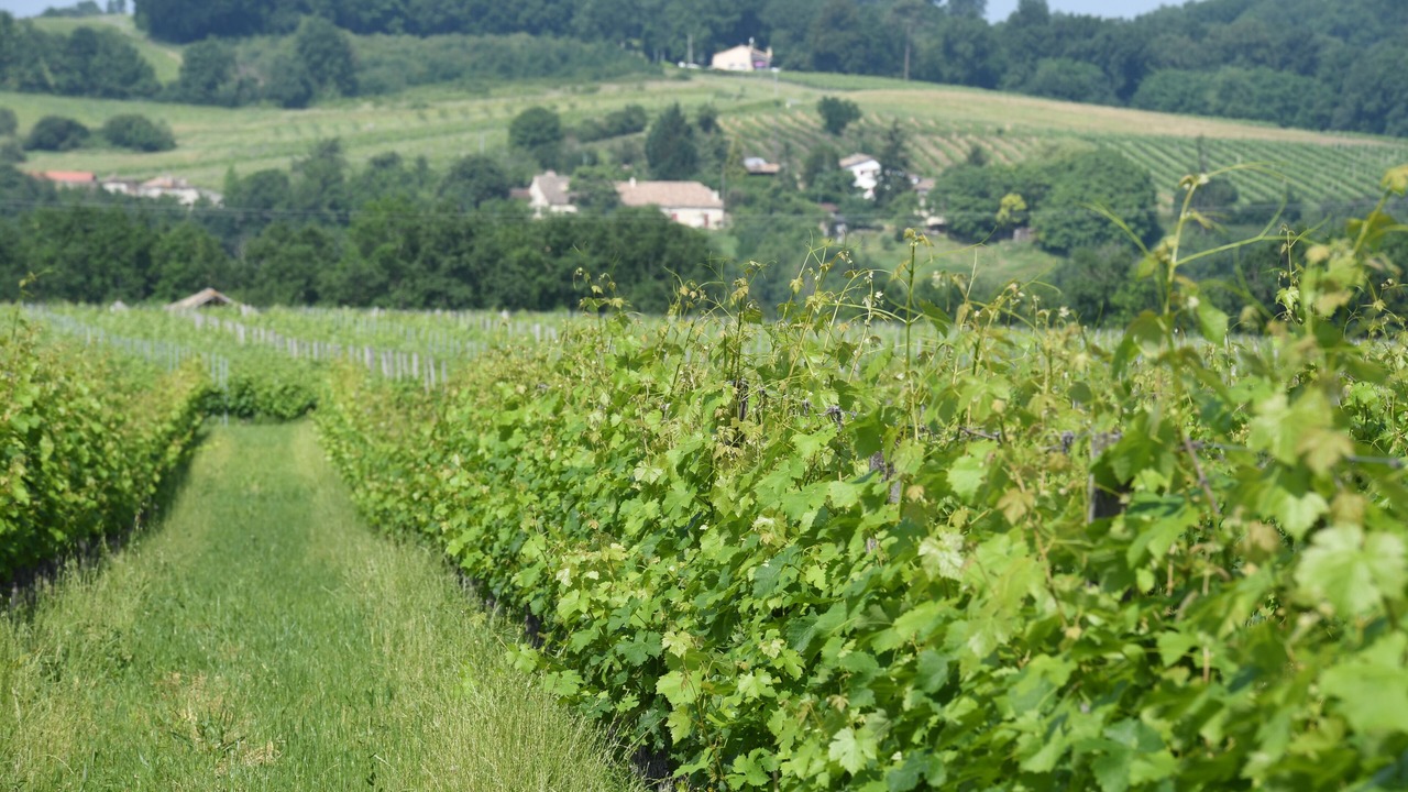 Photo of Outdoor in Saussignac