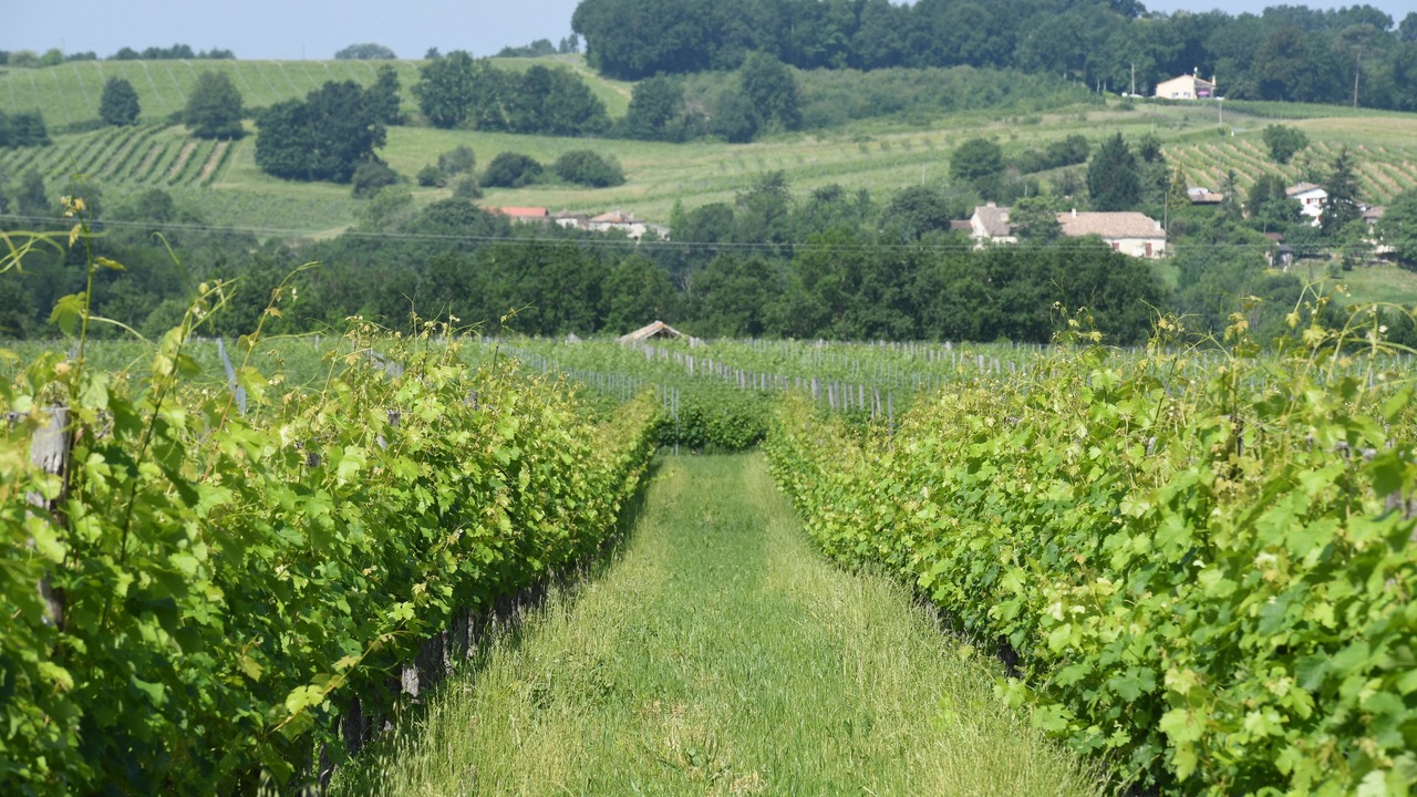 Photo of Outdoor in Saussignac