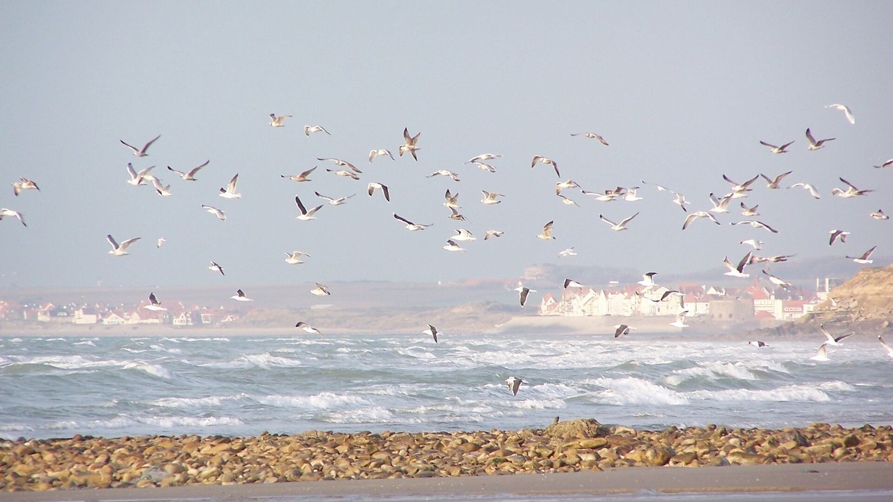 Photo of Others in Wimereux