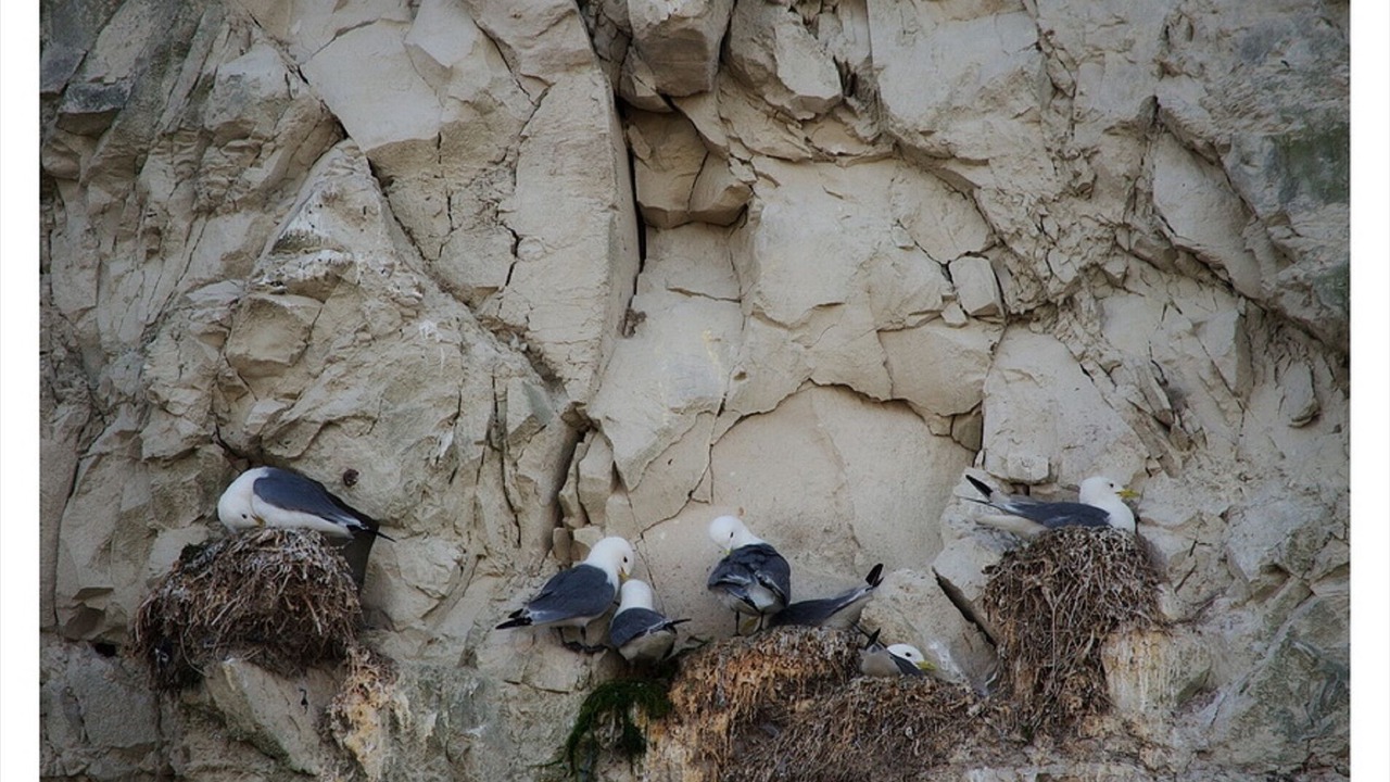 Photo of Others in Wimereux