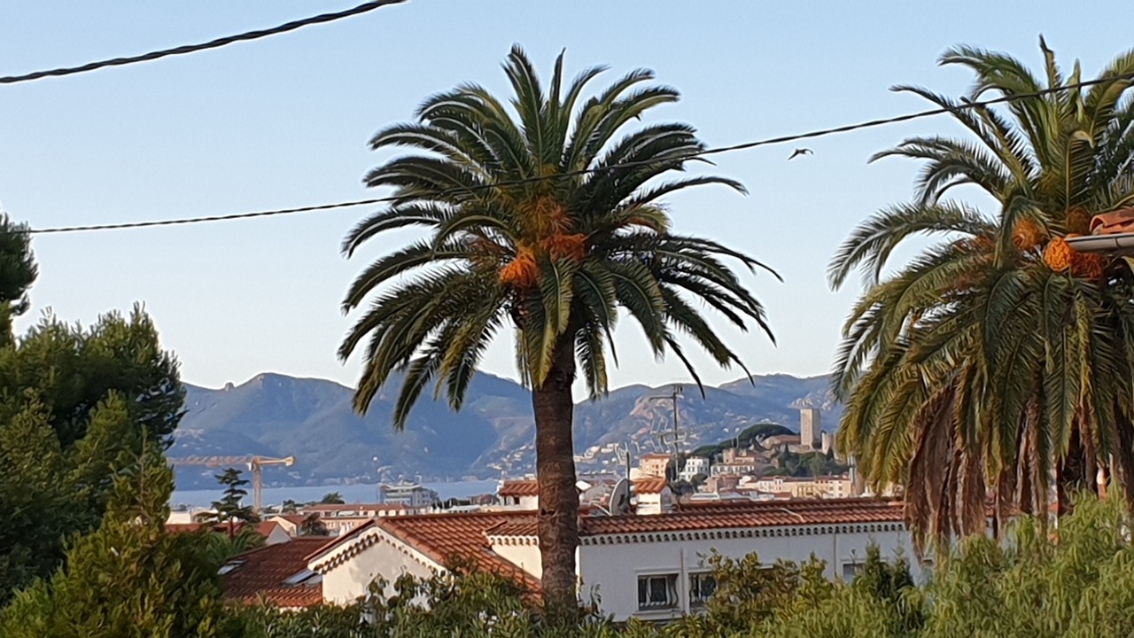 Photo of Others in California - Pezou