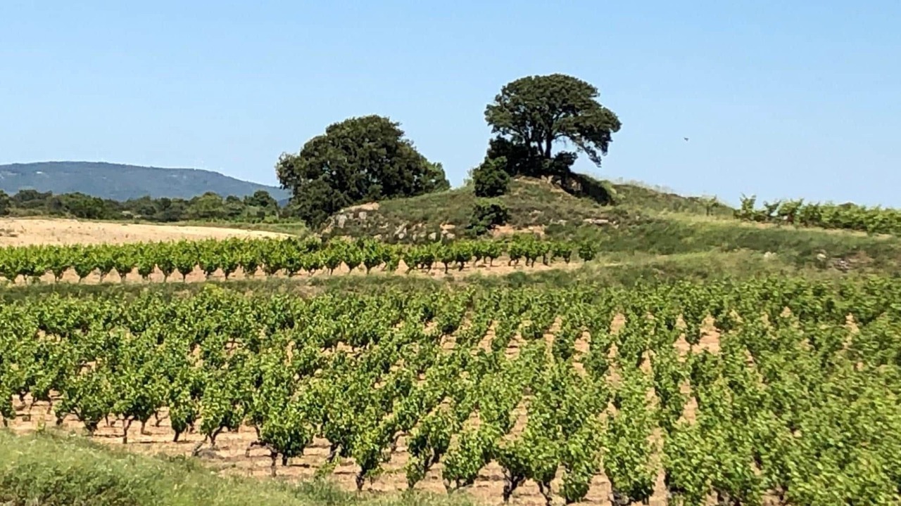 Photo of Others in Montbrun-des-Corbieres