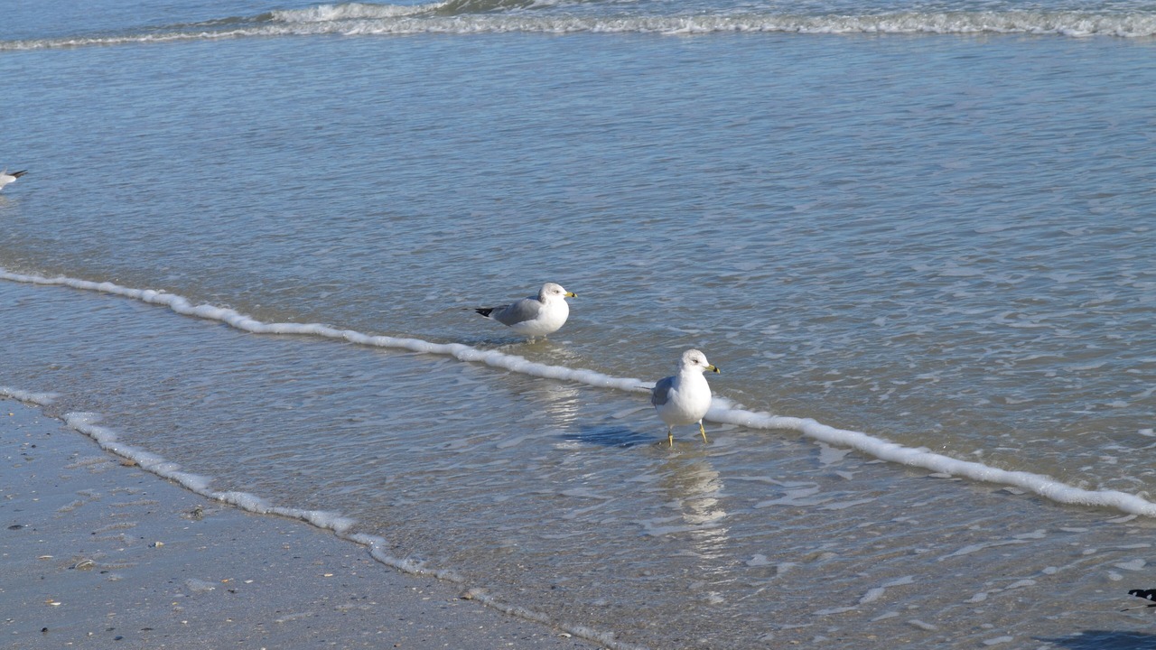 Photo of Others in Myrtle Beach