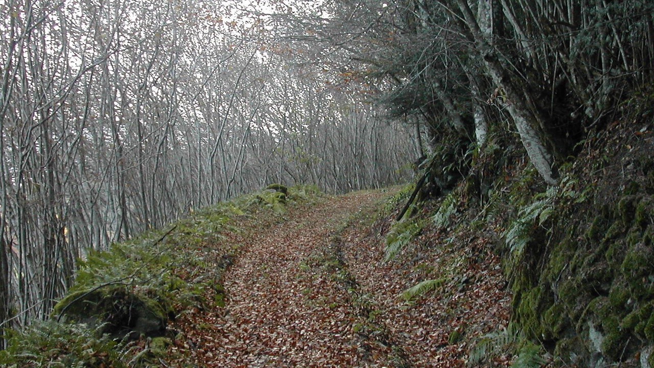 Photo of Outdoor in Saint-Pal-de-Senouire