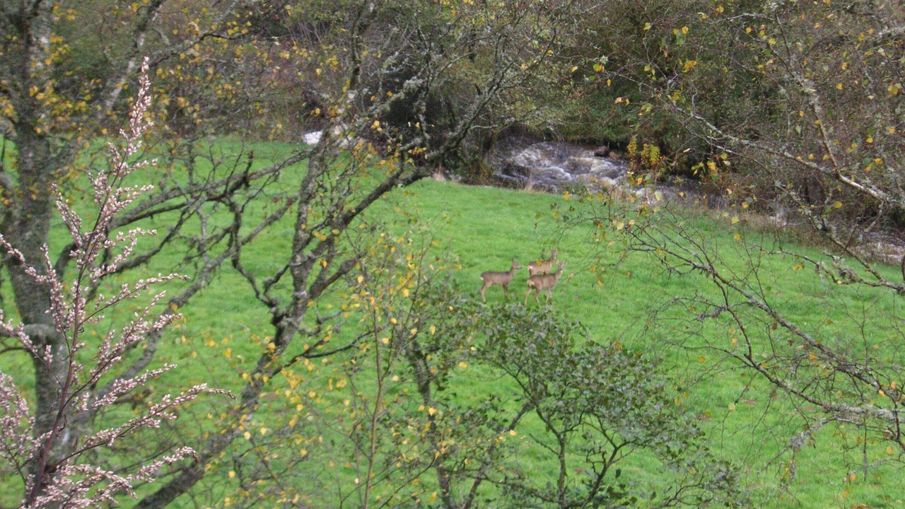 Photo of Outdoor in Saint-Pal-de-Senouire