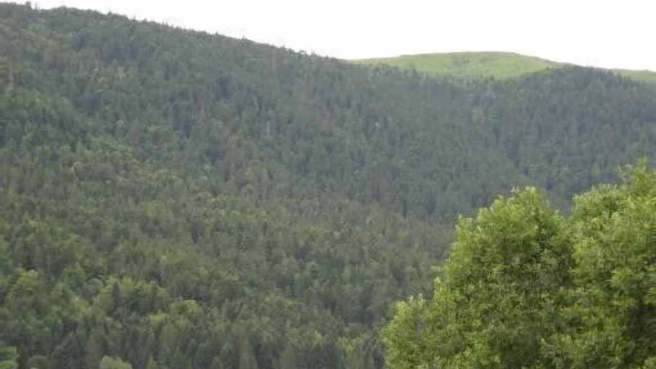 Photo of Others in Laveissiere