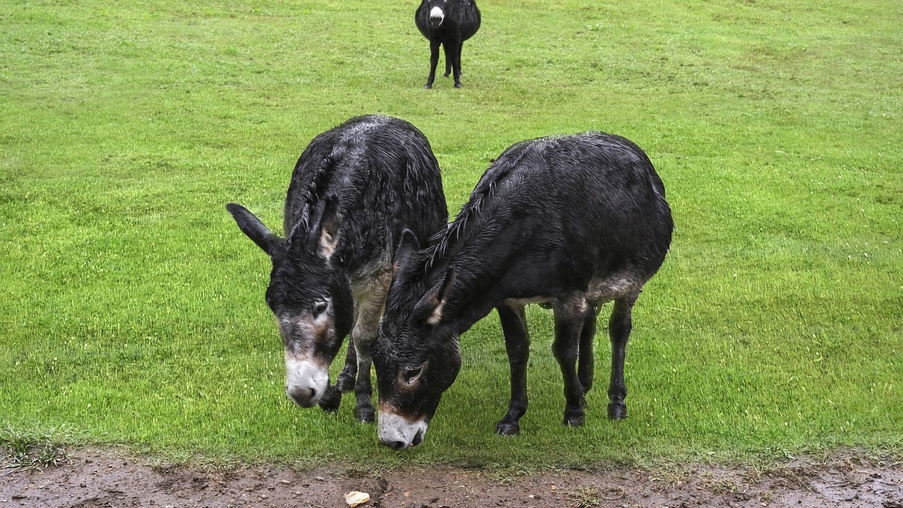 Photo of Outdoor in Bilpin