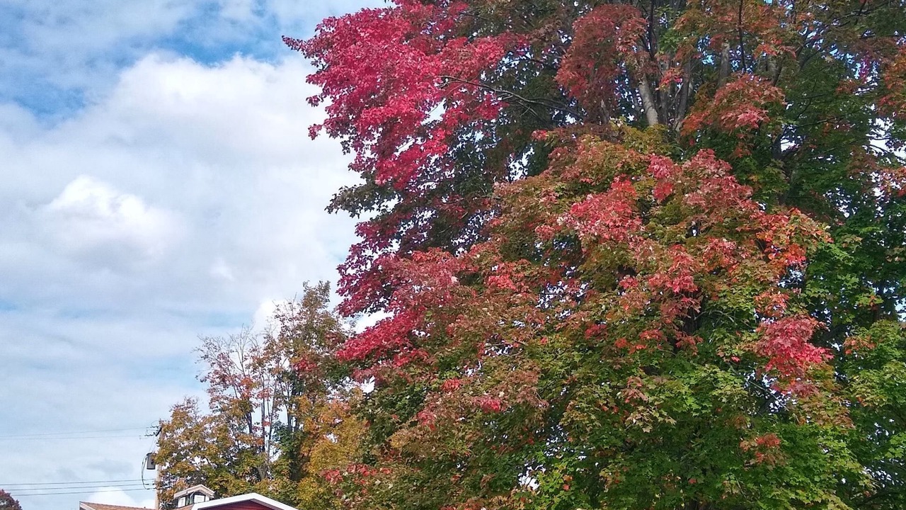 Photo of Outdoor in Oneonta
