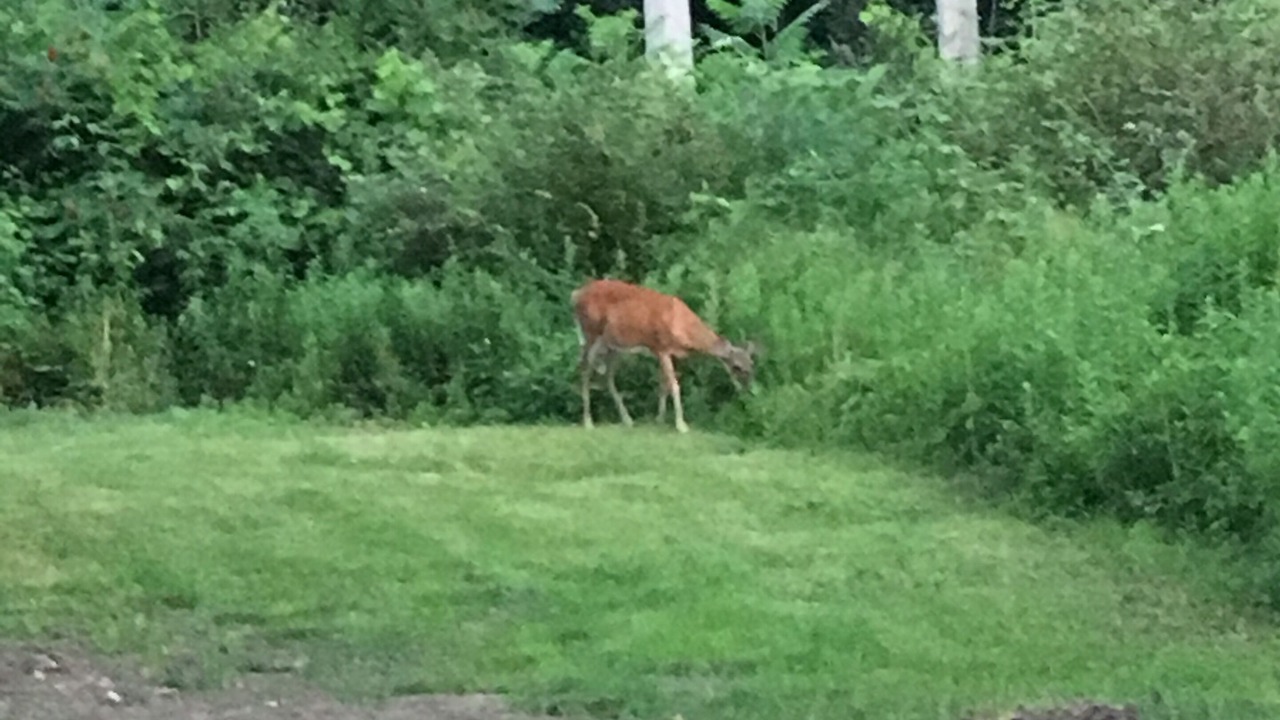 Photo of Others in Oneonta
