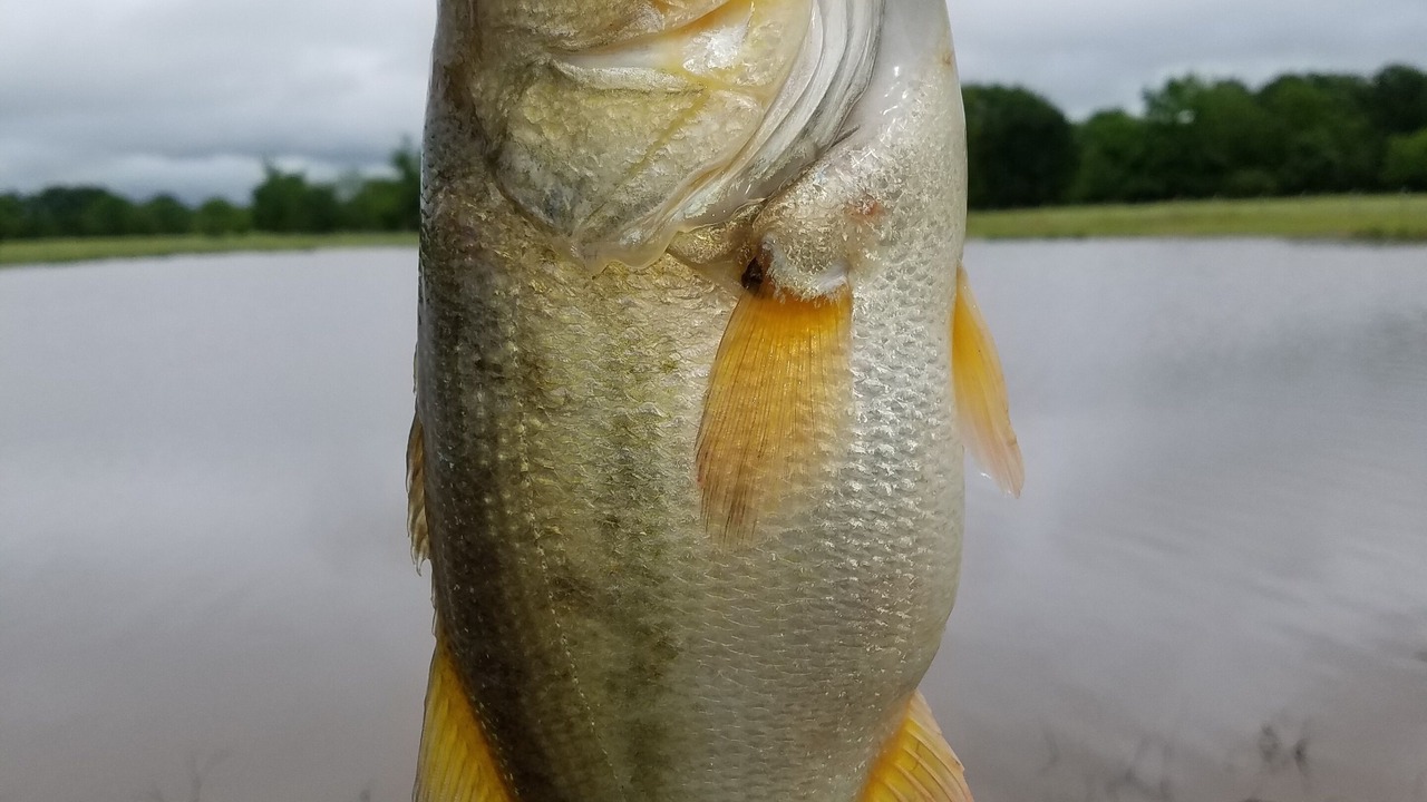 Photo of Others in Sulphur Bluff
