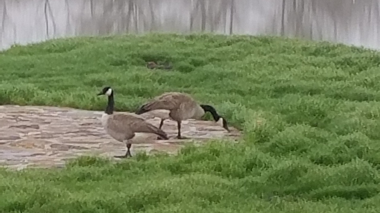 Photo of Others in Sulphur Bluff