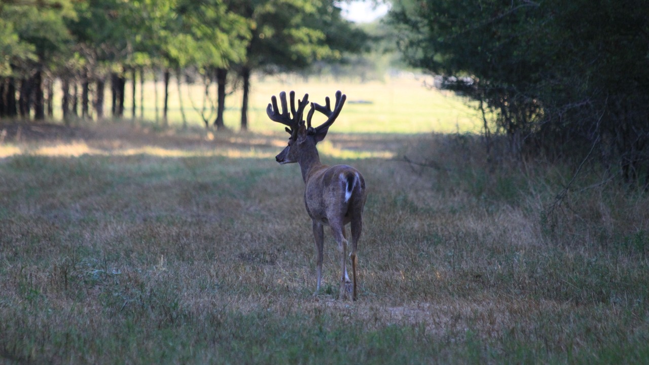 Photo of Others in Sulphur Bluff