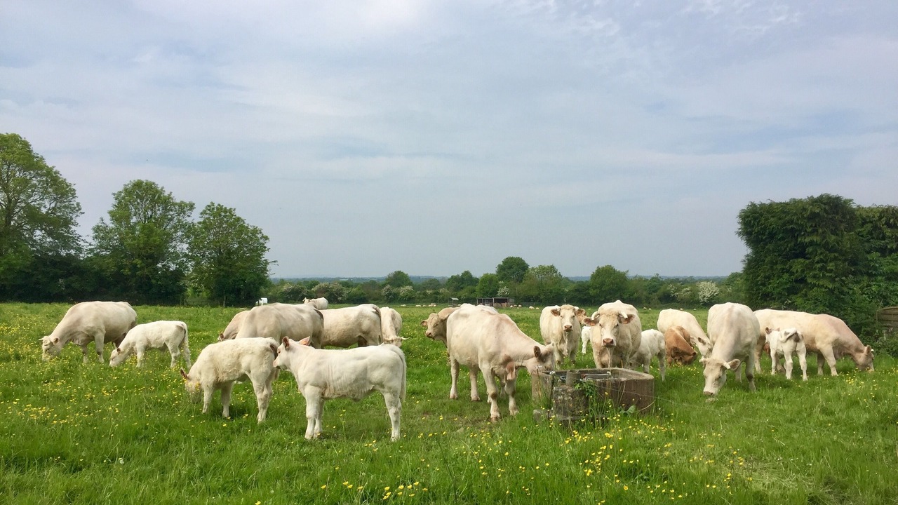 Photo of Outdoor in Sainte-Mere-Eglise