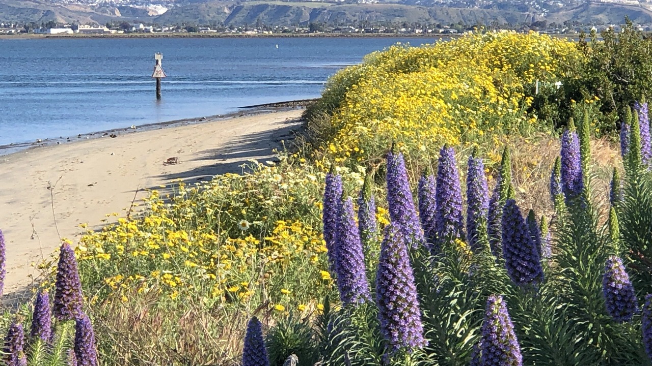 Photo of Others in Coronado Cays