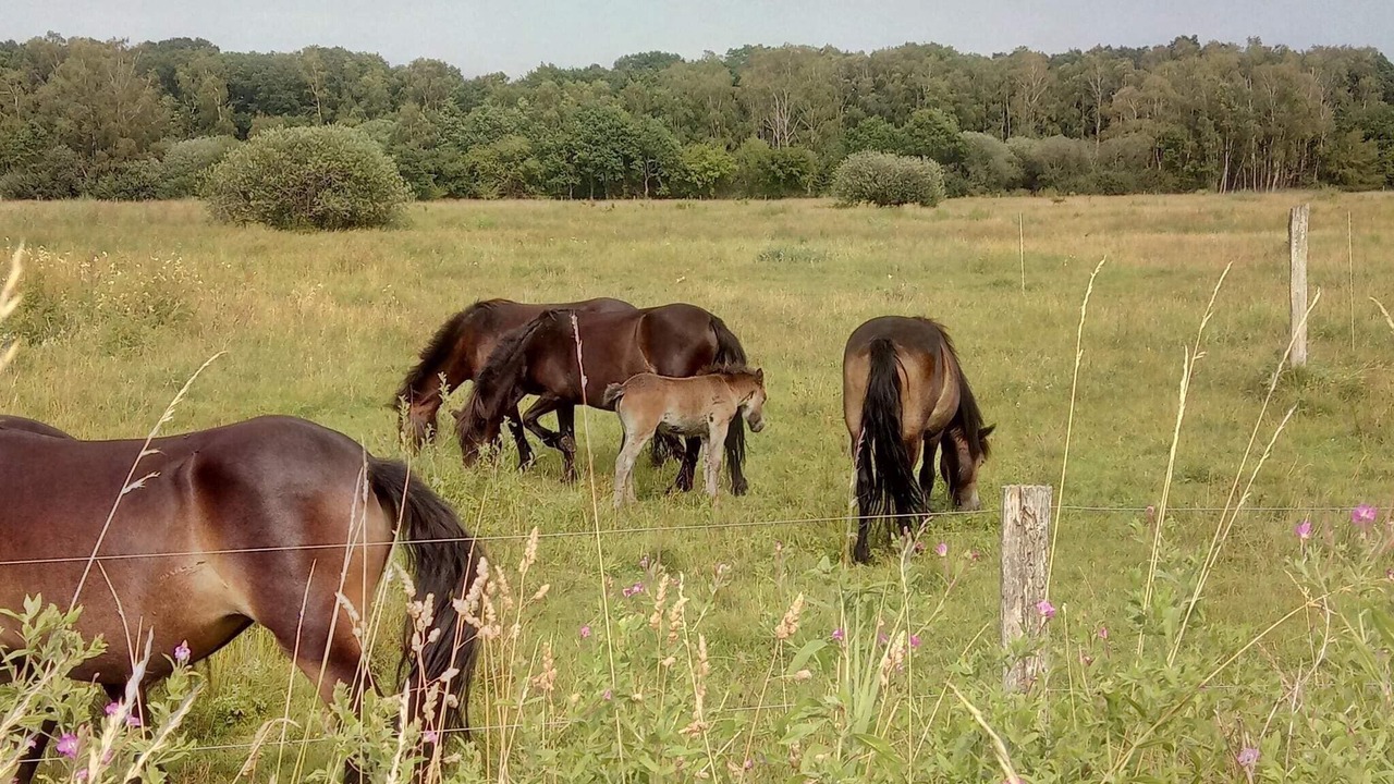 Photo of Others in Femmøller