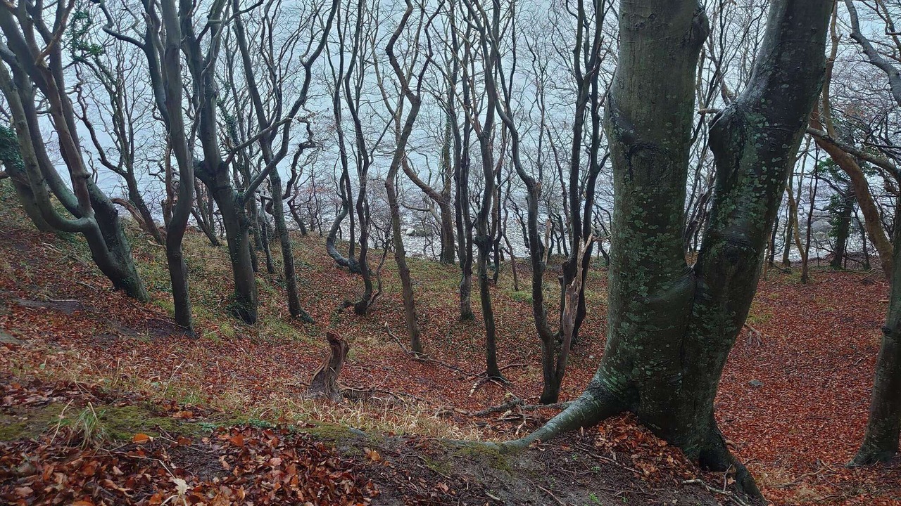 Photo of Others in Femmøller
