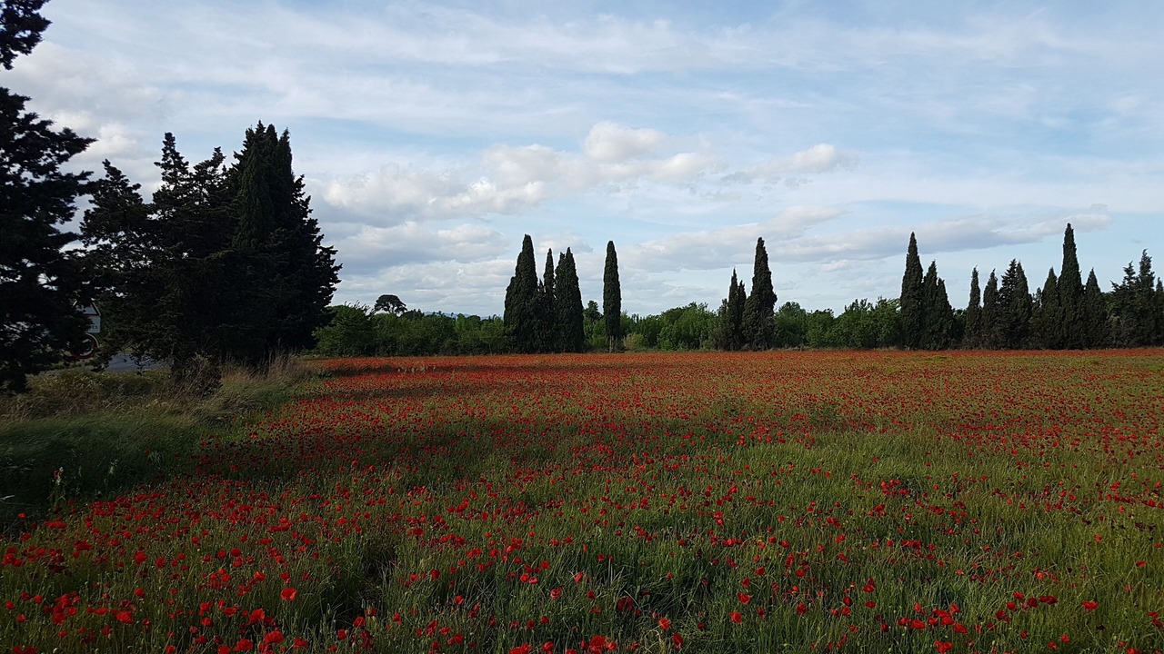 Photo of Outdoor in Lezignan-la-Cebe