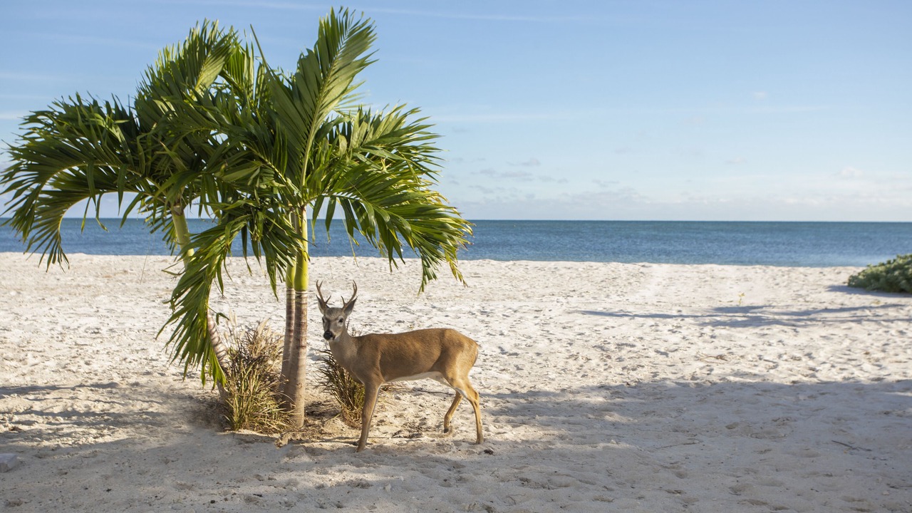 Photo of Others in Coupon Bight Aquatic Preserve