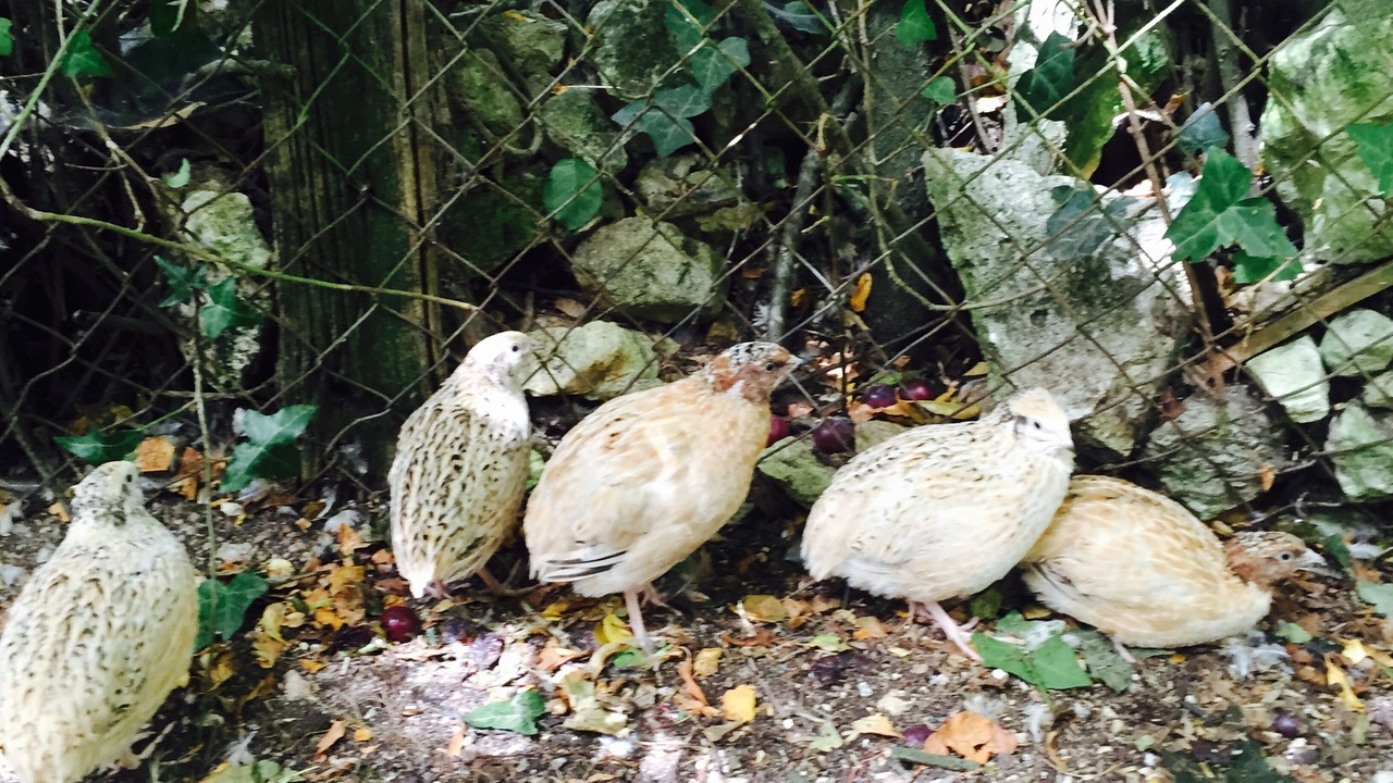 Photo of Others in Gibourne