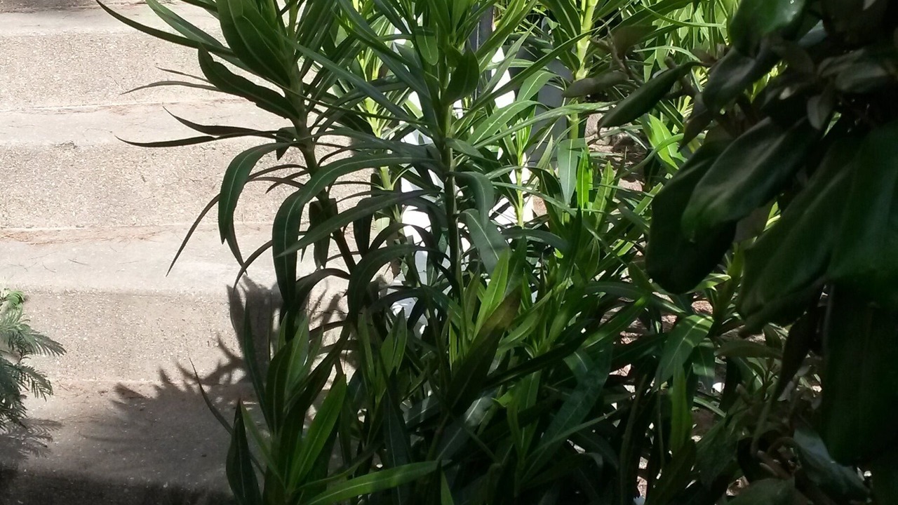 Photo of Outdoor in La Baule-Escoublac