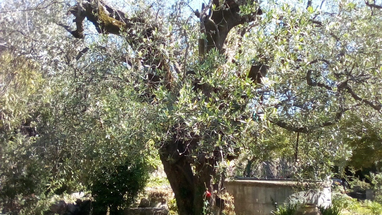 Photo of Outdoor in Fayence
