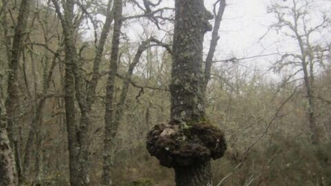 Photo of Outdoor in Basconcillos del Tozo